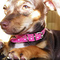 Minnie, a female Chihuahua